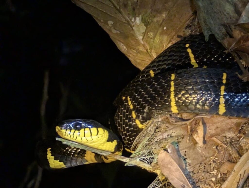 Khao Sok Night Safari