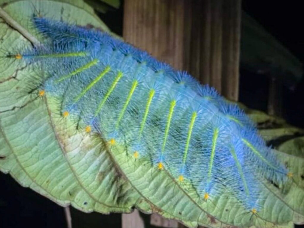 Khao Sok Night Safari