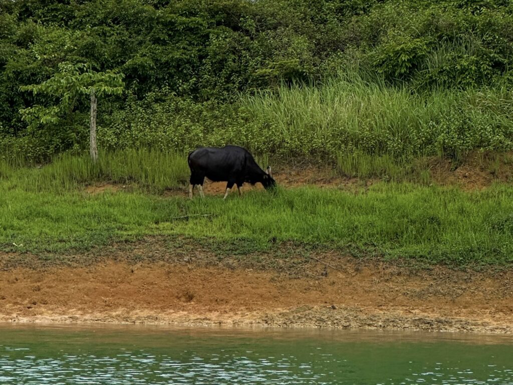 Cheow Lan Lake