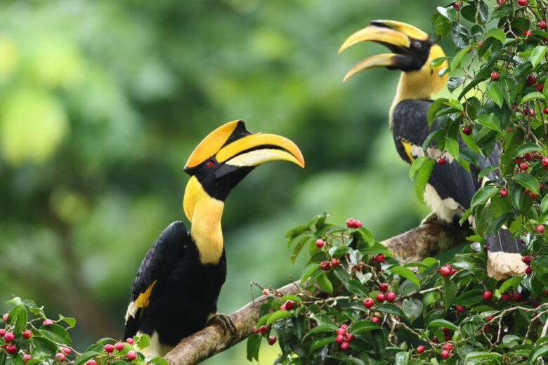 Great hornbills perched on a tree branch, one of many Khao Sok wildlife to see on a guided safari.