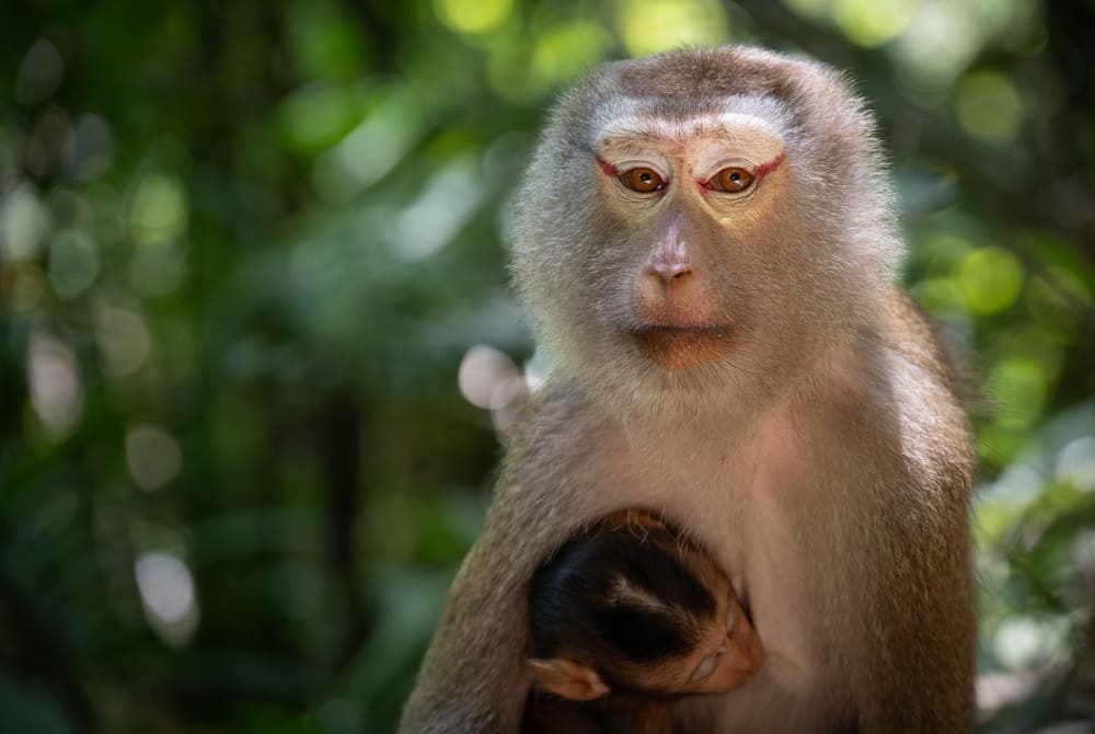 A pig-tailed macaque with her baby, spotted in the daytime during a Khao Sok wildlife outing.